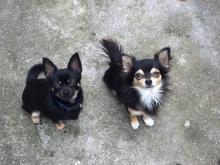 Baker & Boo the Chihuahuas