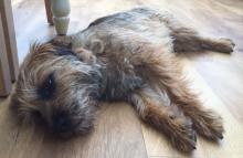 Crumble the Border Terrier