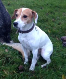 Suki the Jack Russell