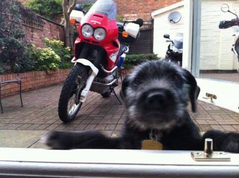 Blue the Patterdale Terrier