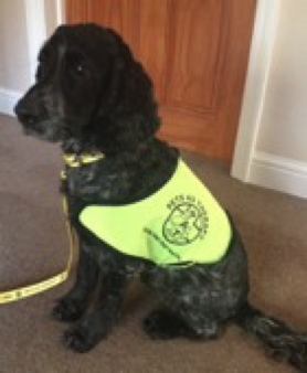 Marley as a Pets as Therapy dog