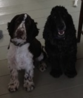 Wesley & Marley - brothers