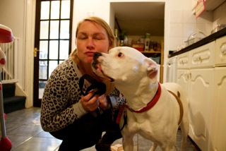 American Bulldog kiss