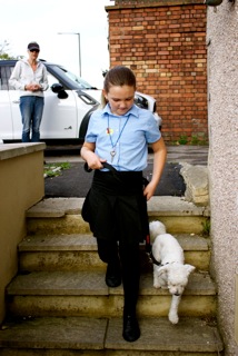 Bichon Frise walking down steps