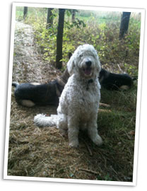 Charlie Charlie the Doodle