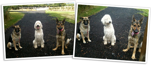 Charlie the Doodle Charlie the Doodle