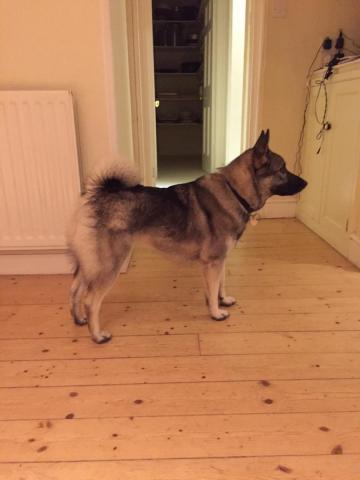 Disa the Elkhound
