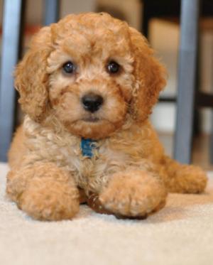 Harry the Cavapoo lying down