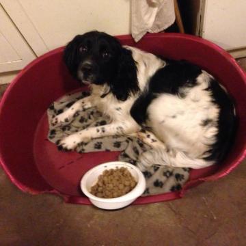 Harvey the Springer Spaniel