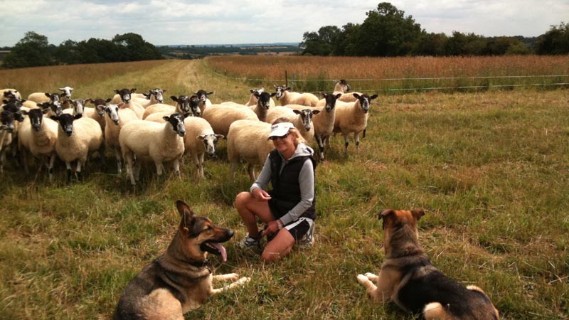 Sally Barnes with her dogs in a field of sheep