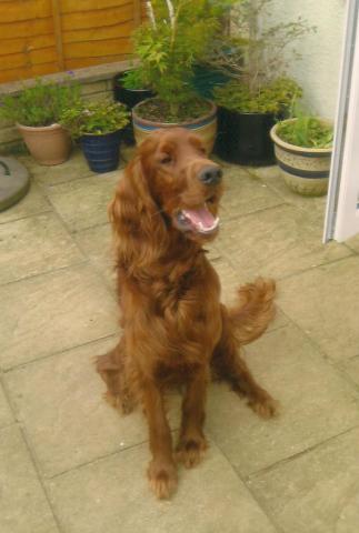 Rory the Irish Setter
