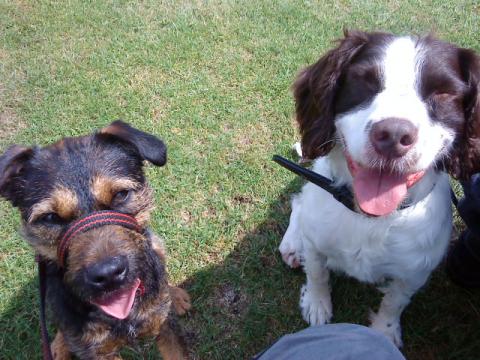 The little Terrier plus other dog