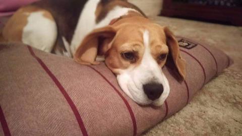 Florence the Beagle