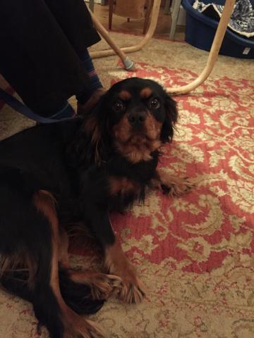 Peggy the Cavalier King Charles Spaniel