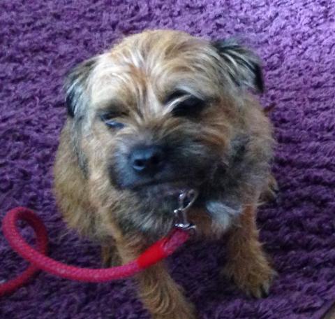 Lilly the Border Terrier