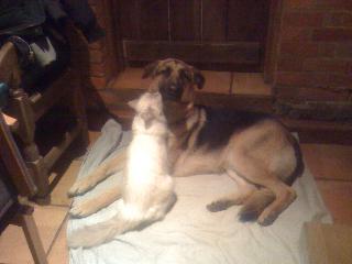 Chiot with Sally's cat Lilac