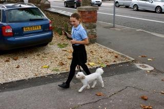 Maximus the Bichon Frisé