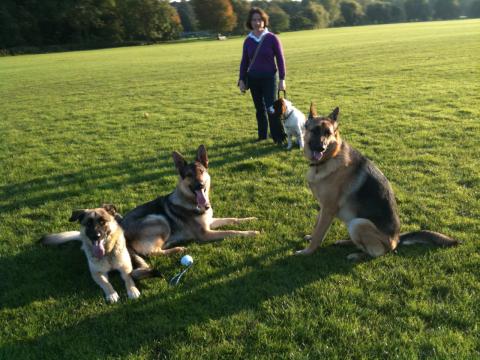 Mika the German Shepherd