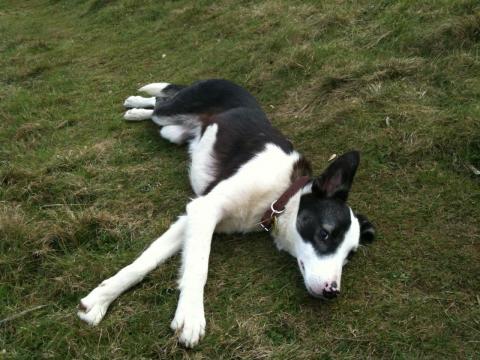 Betsy the Rescue Dog