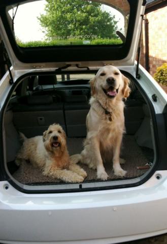 Archie the Retriever and Daisy the Wheaten Terrier