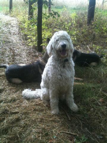 Charlie the Golden Doodle
