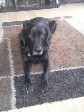 Ludo the Black Labrador