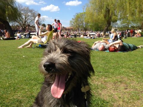 Blue the Patterdale Terrier in the park
