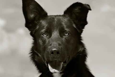 Jake the German shepherd/retriever