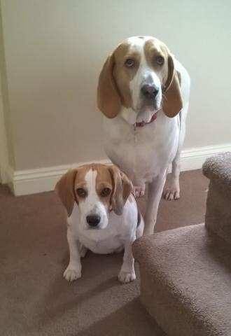 Chara the Treeing Walker Coonhound