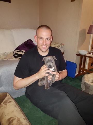 Bear the Staffy puppy