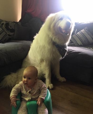 Bella the Pyrenees Mountain Dog