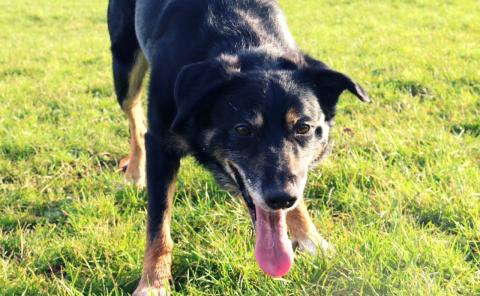 Benji the Collie