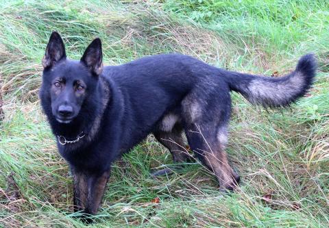 Blaze the German Shepherd