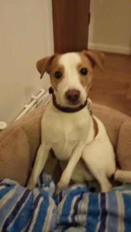 Bob the Jack Russell