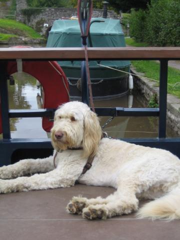 Bosco the Labradoodle