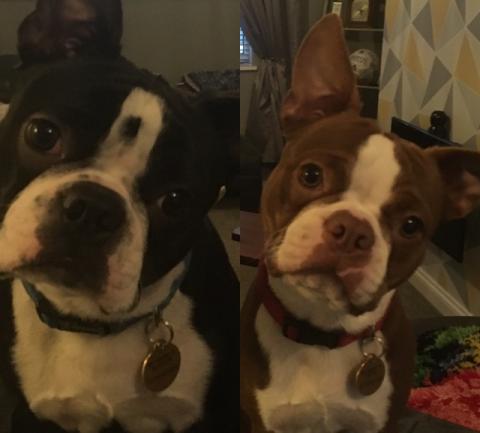 Boston and Bertie the Boston Terriers