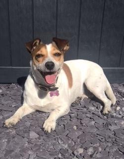 Boudi the Jack Russell