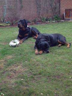 Bruce the Rottweiler