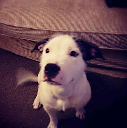 Buddy the Staffie