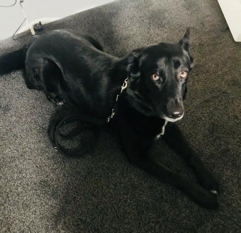 Cece the Husky-Labrador Cross