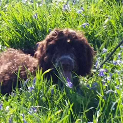 Chester the Cockapoo