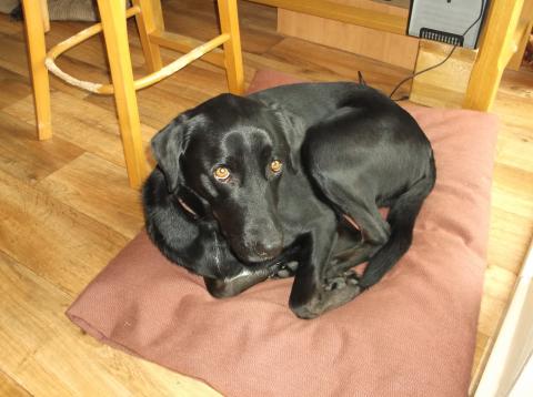 Chester the Black Labrador