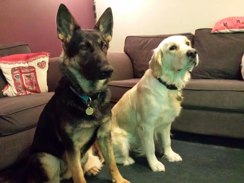 Nymeria the German Shepherd and Juno the Golden Retriever