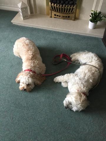 Sophie the a cockapoo and Suzie the Cavashon