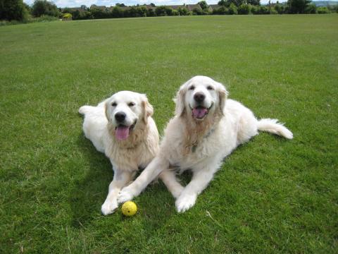 Diesel and Zeba the Golden Retrievers