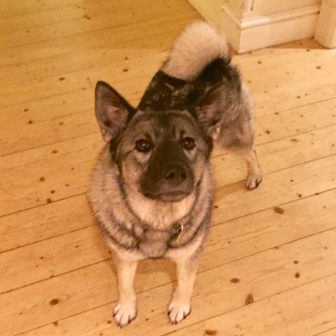 Disa the Elkhound