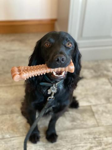 Elvis the Sprocker Spaniel