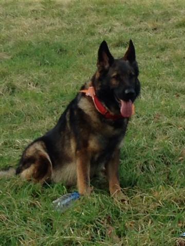 Eve the German Shepherd