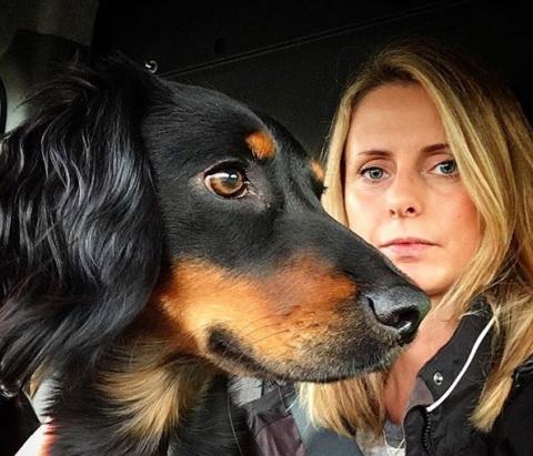 Farah the Working Cocker