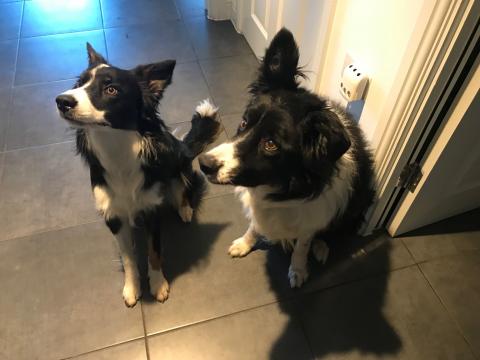 Frank the Border Collie